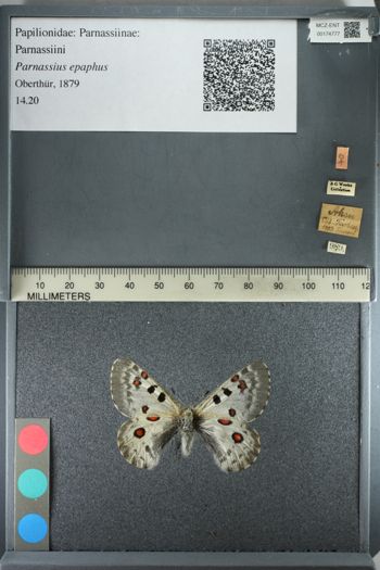 Media type: image;   Entomology 174777